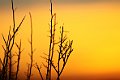 33_Saguaro_National_Park_Sunset