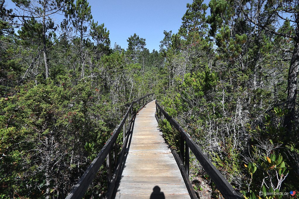 Pygmy Forest, Van Damme State Park