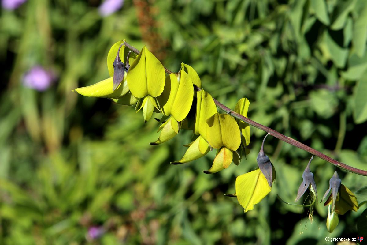 Mendocino Coast Botanical Gardens