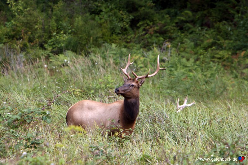 Roosevelt Elks