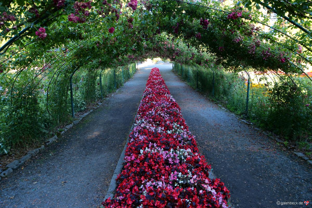 Point Defiance Park Rose Garden