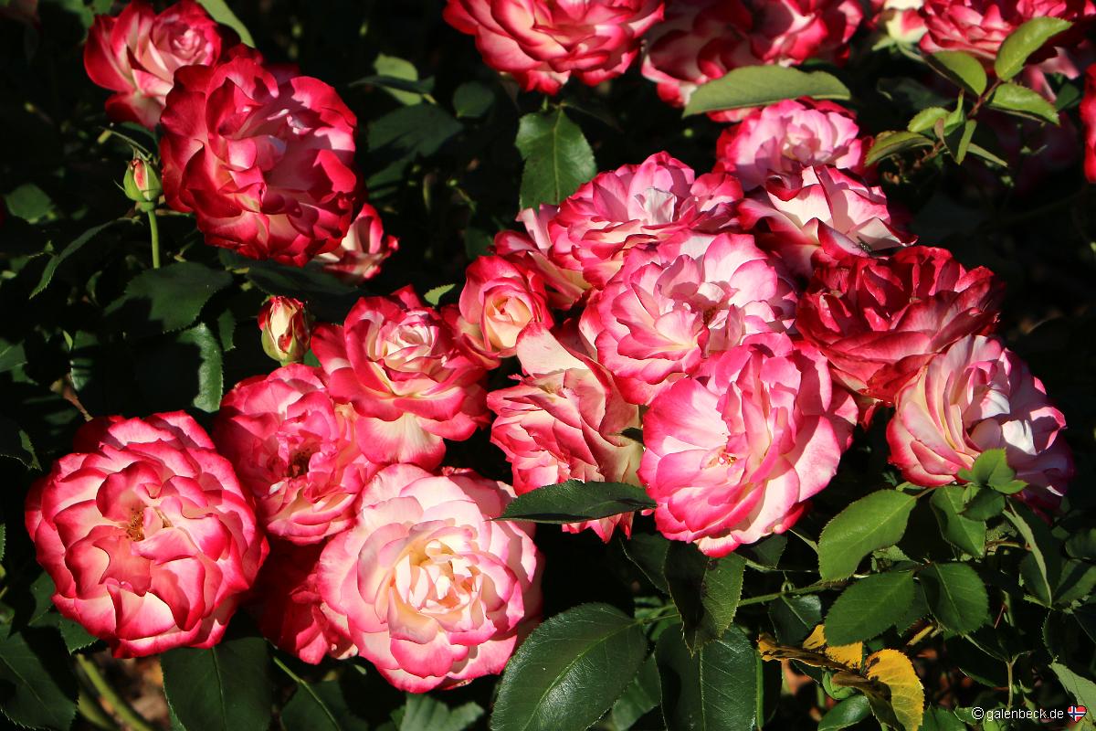 Point Defiance Park Rose Garden