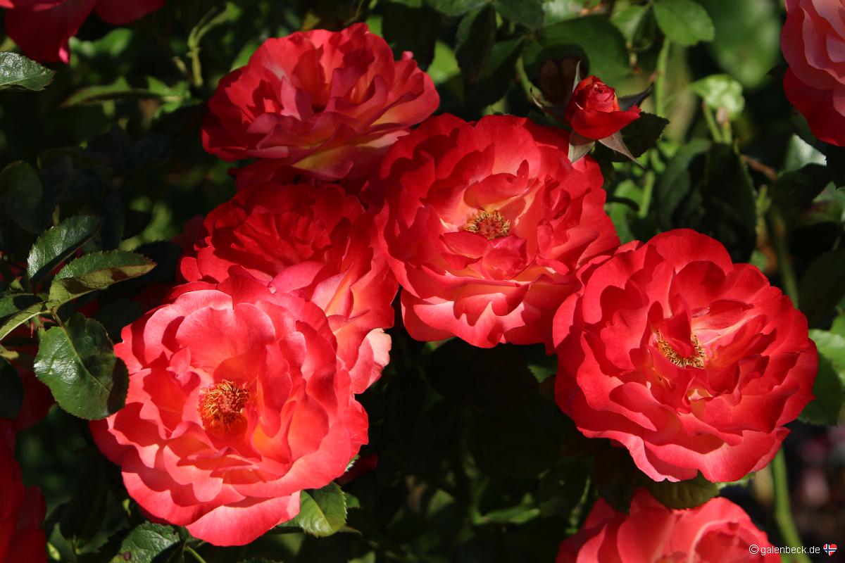 Point Defiance Park Rose Garden