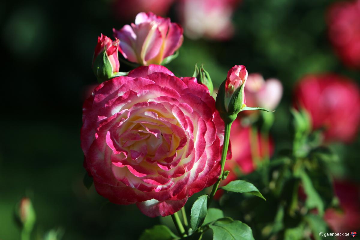 Portland Rose Gardens