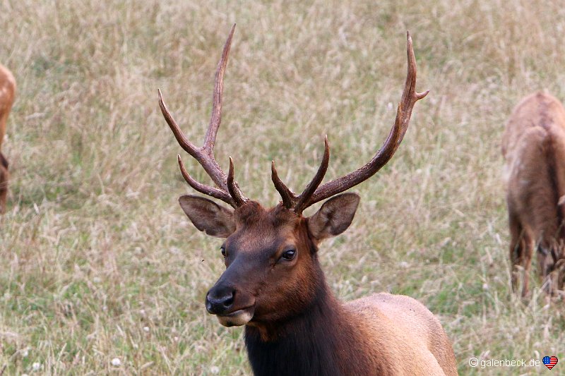 Elk Watching