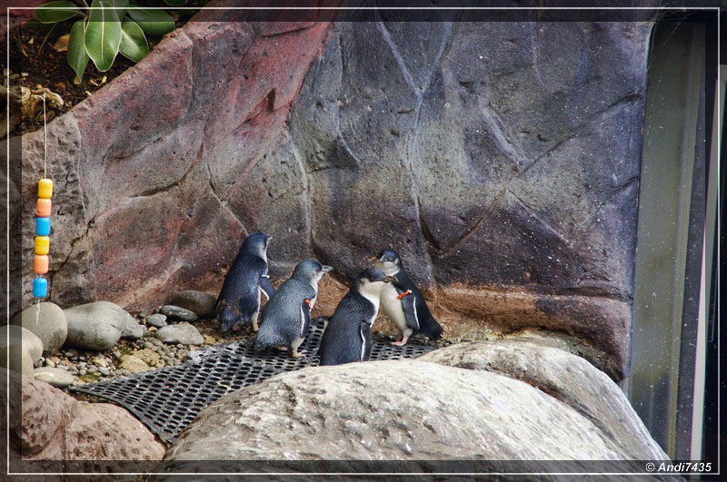International Antarctic Centre