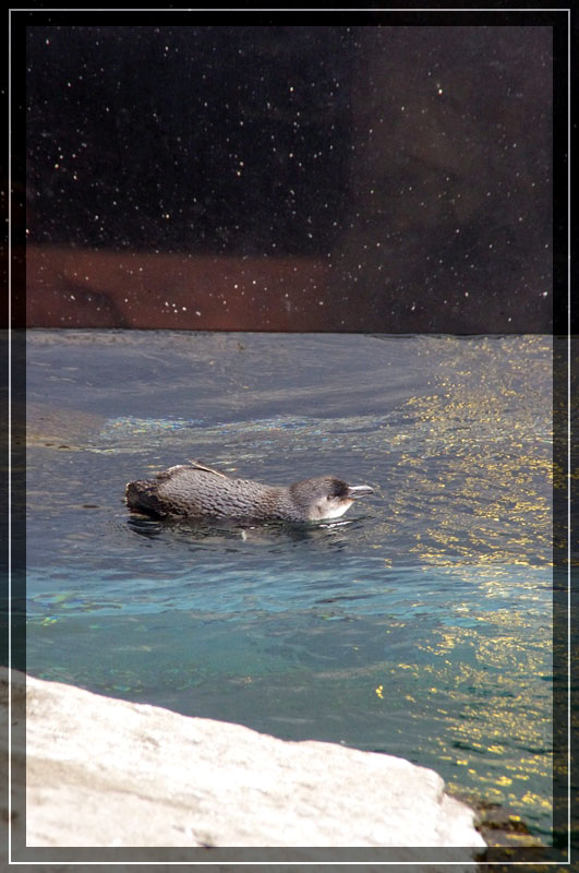 International Antarctic Centre