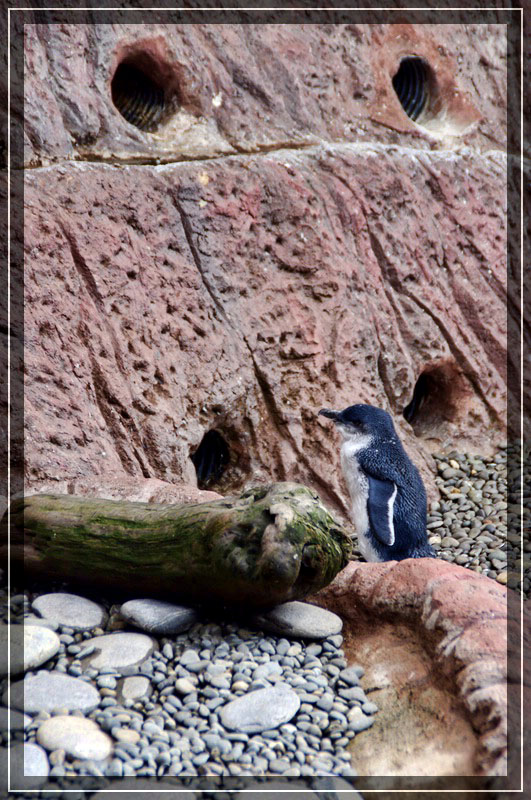 International Antarctic Centre