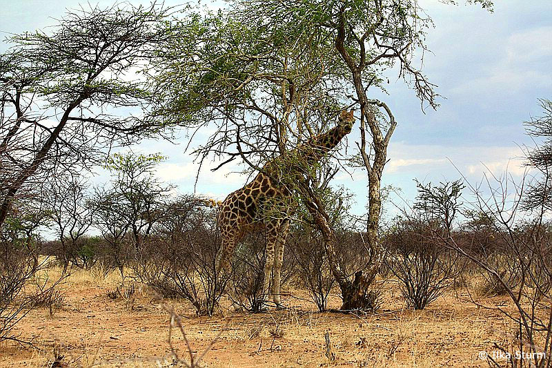 Otjibamba Lodge