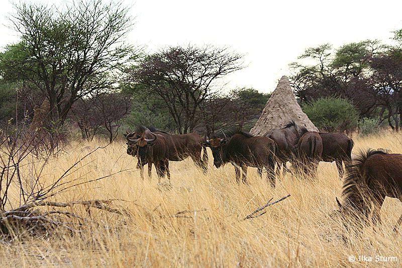 Otjibamba Lodge