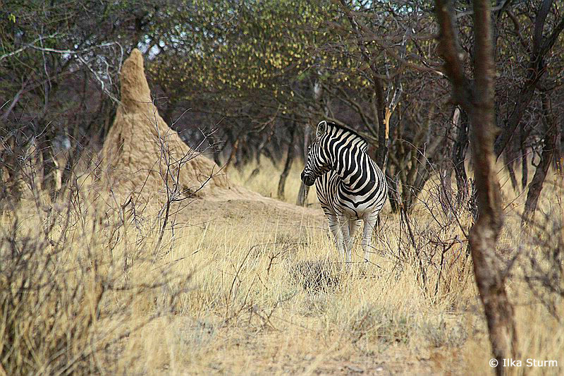 Otjibamba Lodge