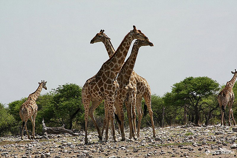 Etosha Nationalpark