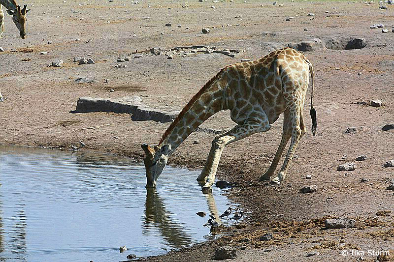 Etosha Nationalpark