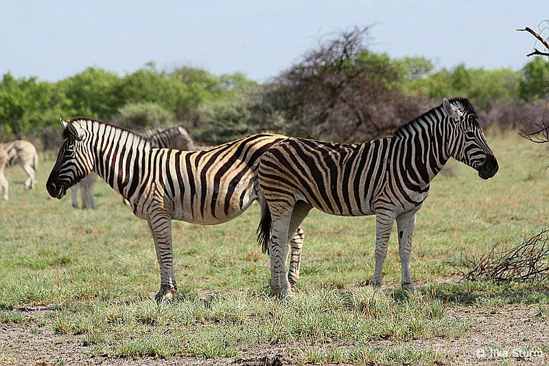 Etosha Nationalpark