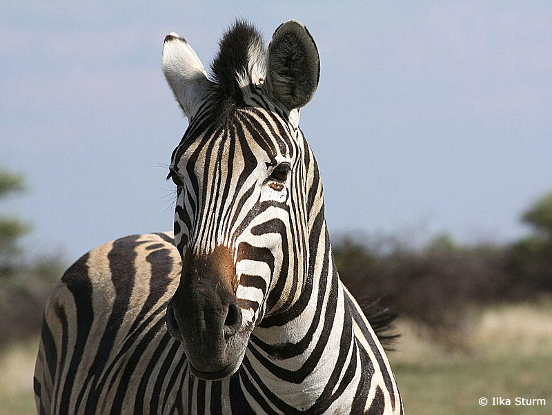 Etosha Nationalpark