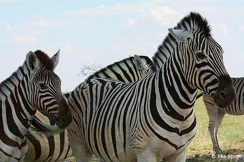 Etosha Nationalpark