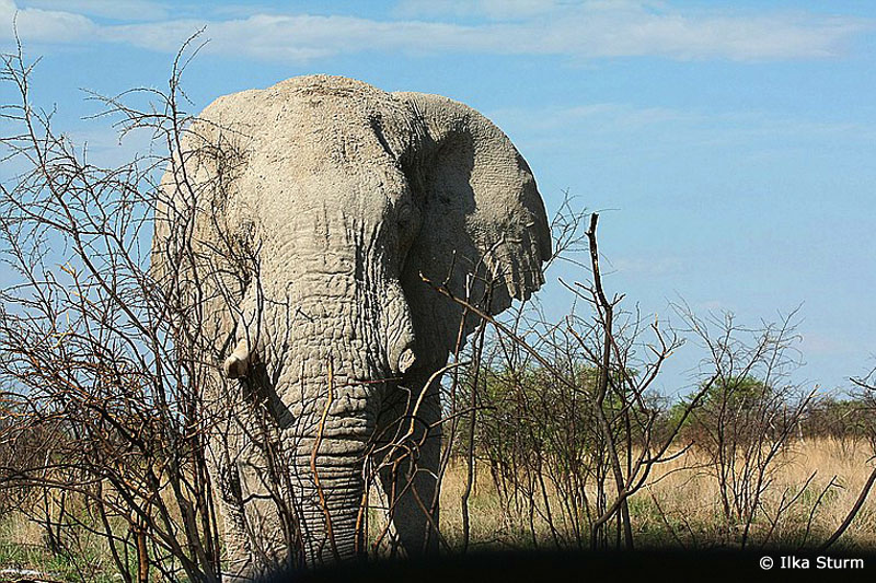 Etosha Nationalpark