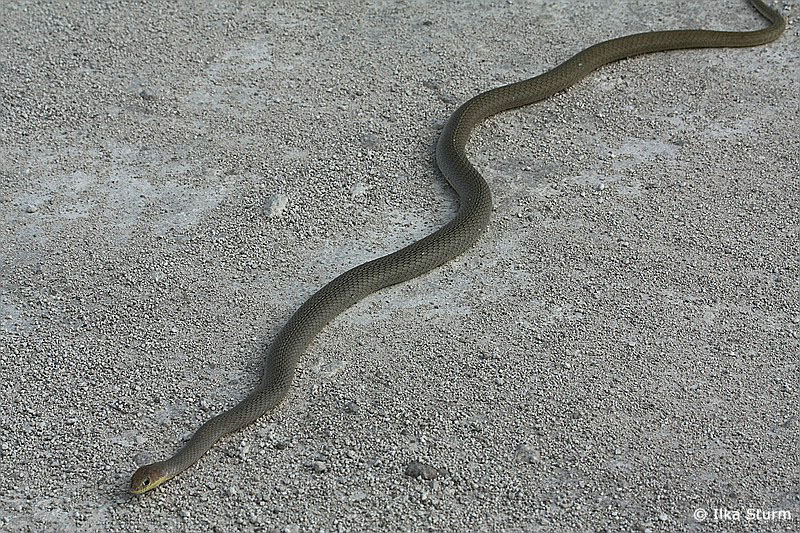 Etosha Nationalpark
