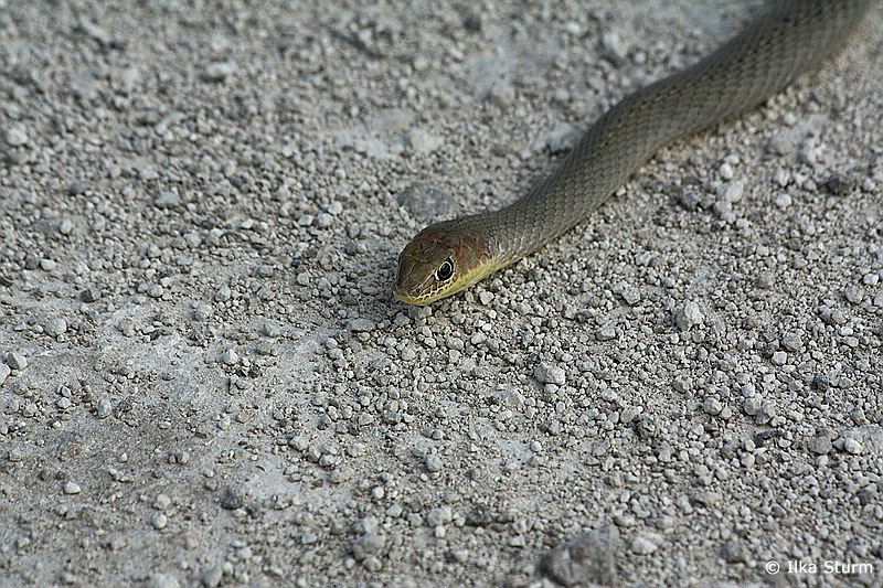 Etosha Nationalpark