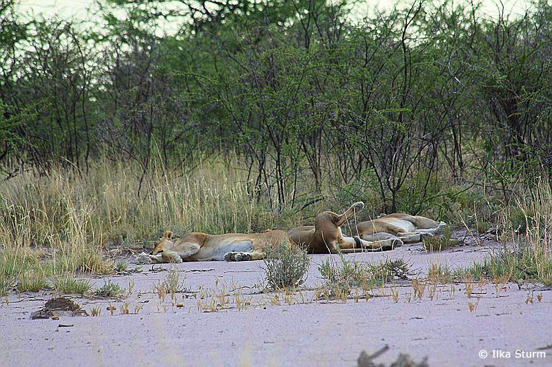 Etosha Nationalpark