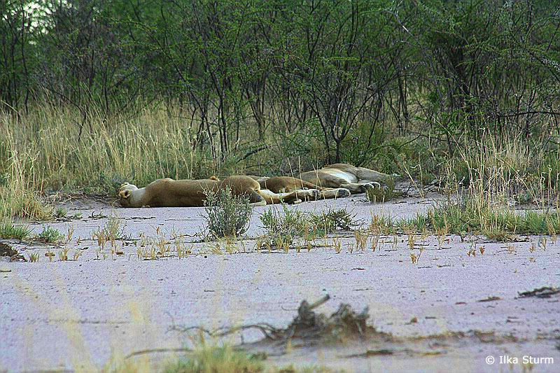 Etosha Nationalpark