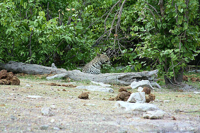 Etosha Nationalpark