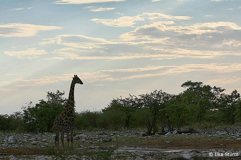 Etosha Nationalpark
