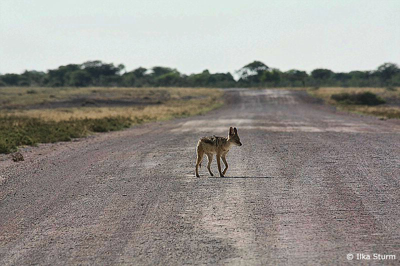 Etosha Nationalpark