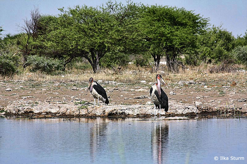 Etosha Nationalpark