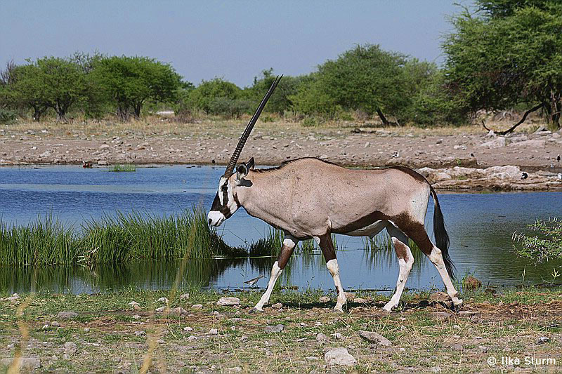 Etosha Nationalpark