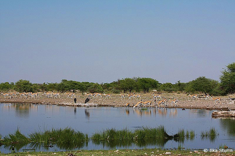 Etosha Nationalpark