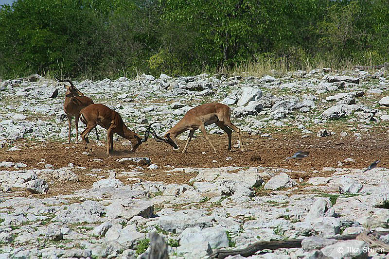 Etosha Nationalpark