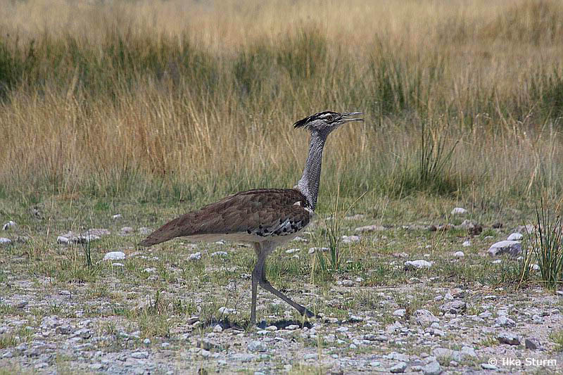 Etosha Nationalpark
