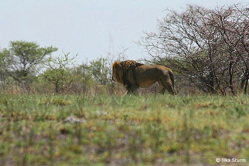 Etosha Nationalpark