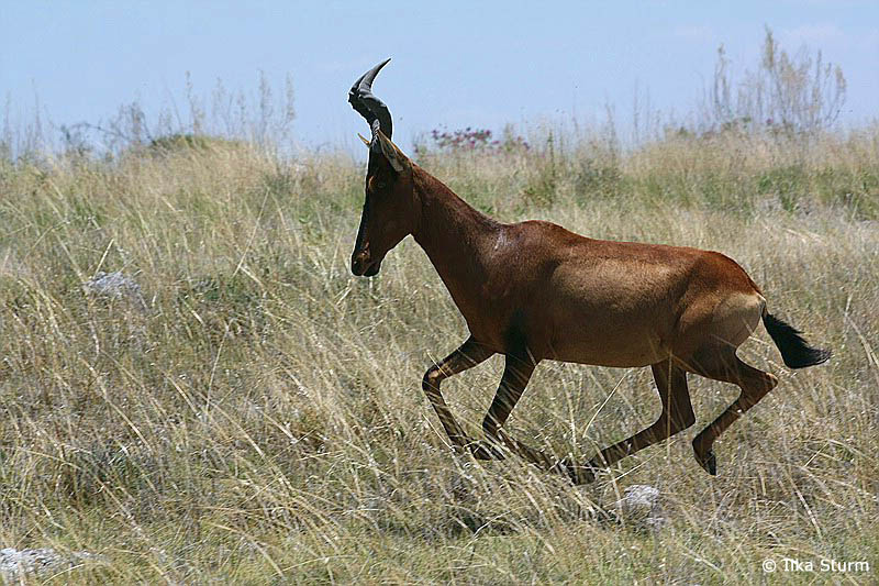 Etosha Nationalpark