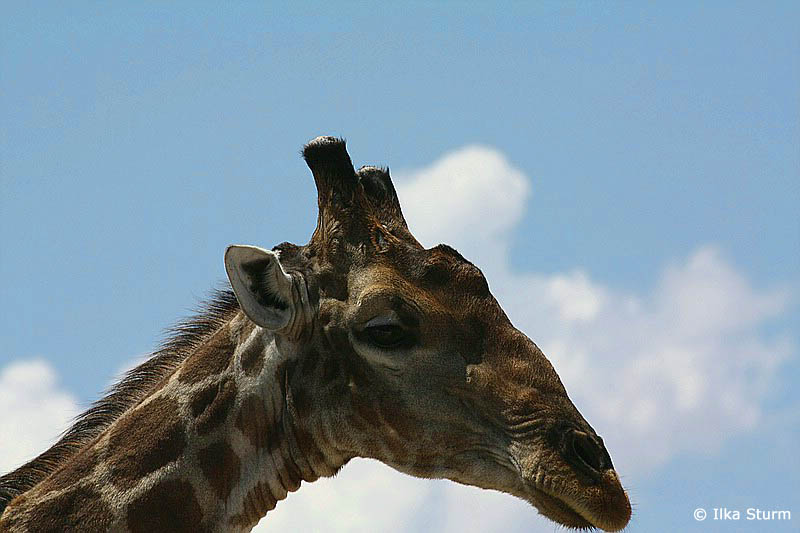Etosha Nationalpark