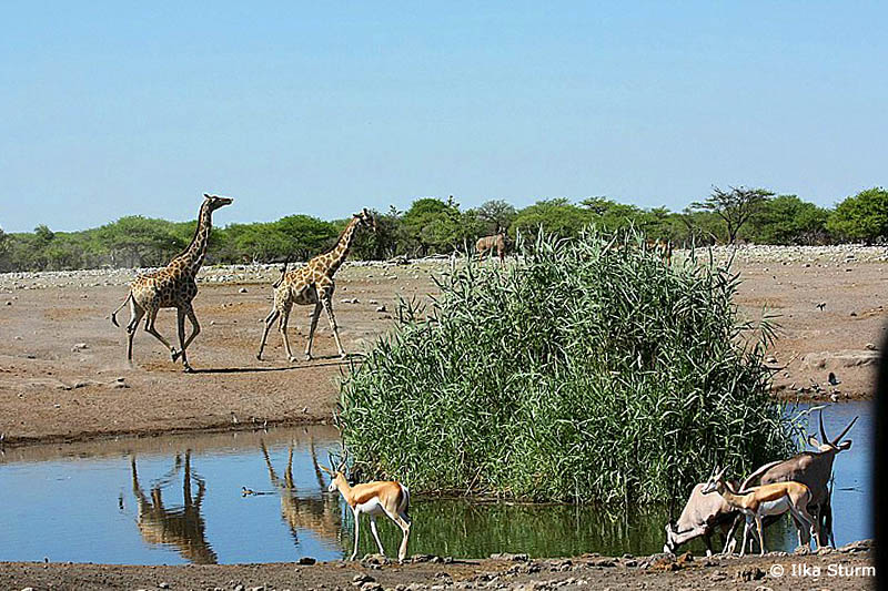 Etosha Nationalpark
