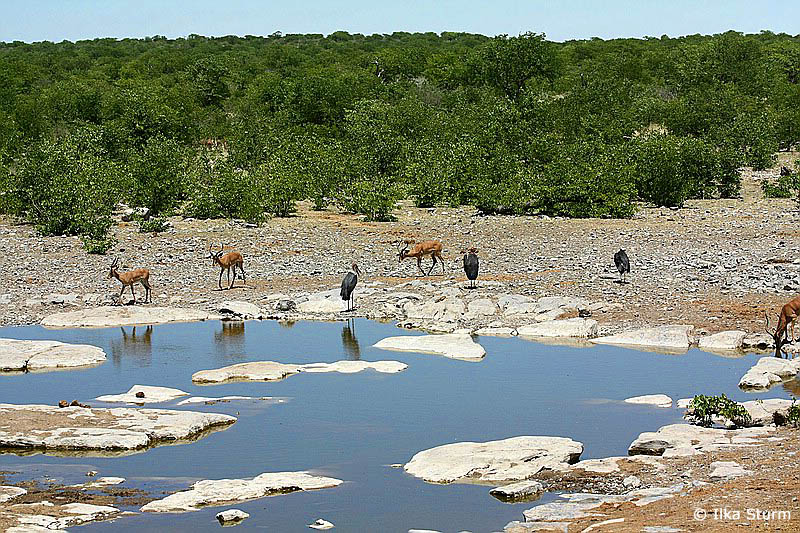 Etosha Nationalpark