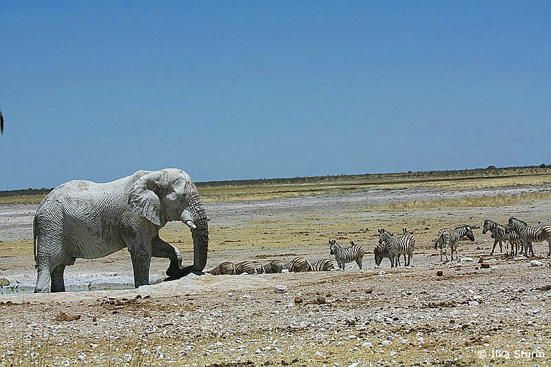 Etosha Nationalpark