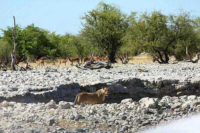 Etosha Nationalpark