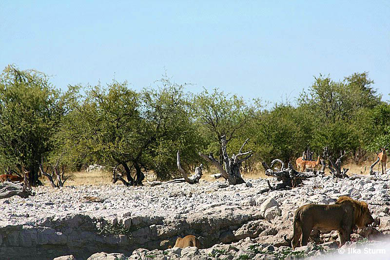 Etosha Nationalpark