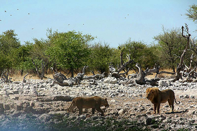 Etosha Nationalpark