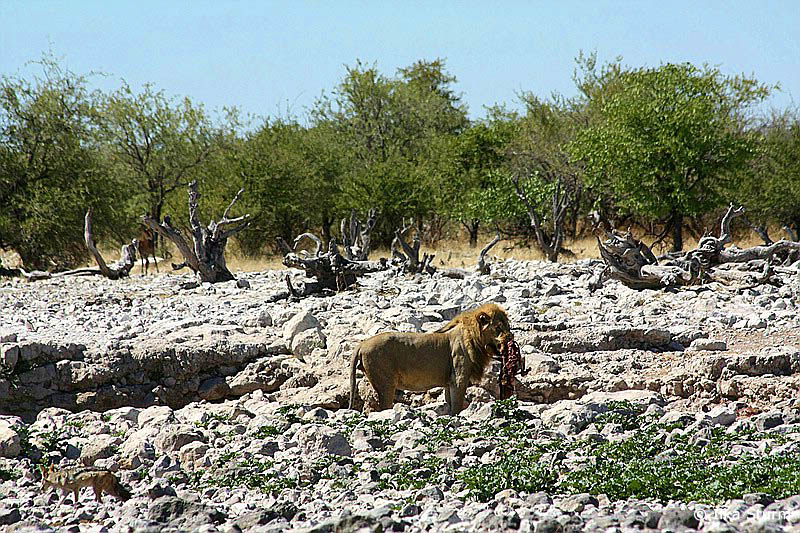 Etosha Nationalpark