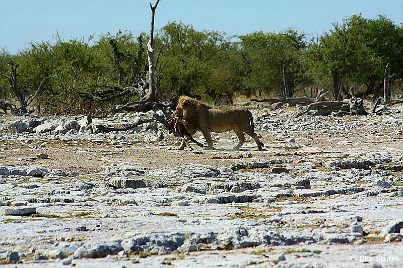 Etosha Nationalpark