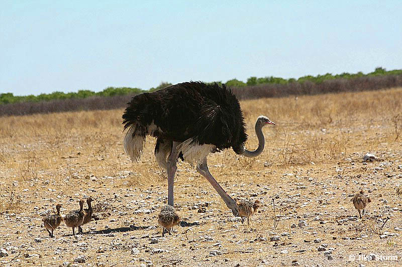 Etosha Nationalpark