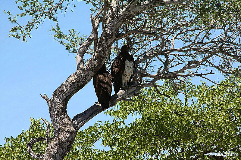 Etosha Nationalpark