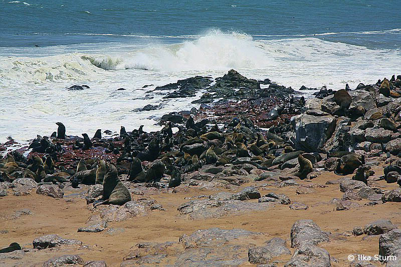 Robbenkolonie Cape Cross