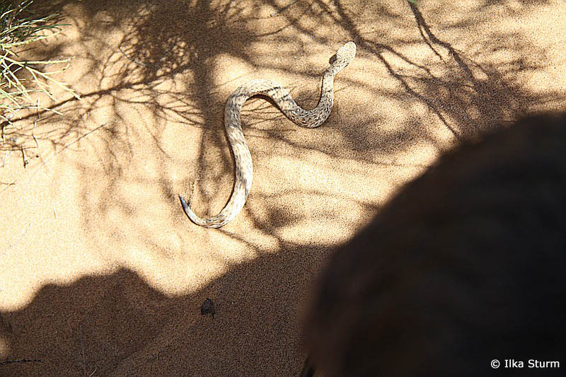 Sidewinder Snake