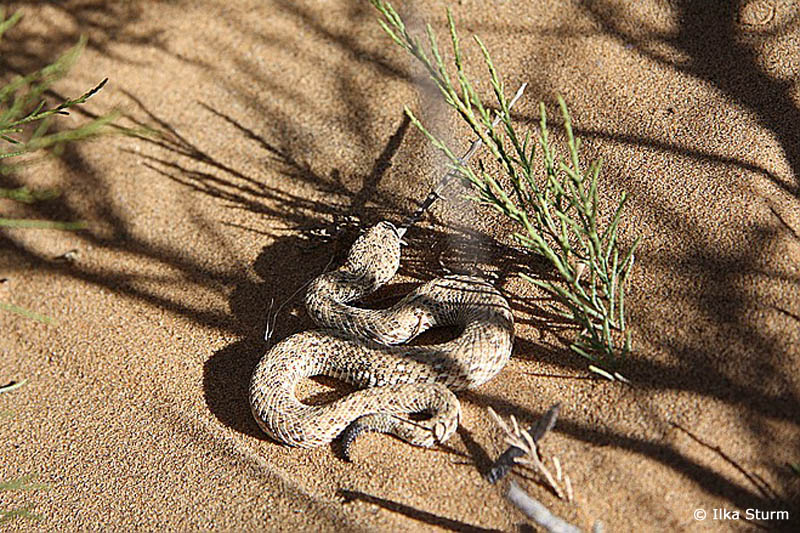 Sidewinder Snake