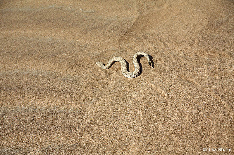 Sidewinder Snake